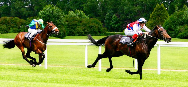 Какие бывают виды ставок на скачки?