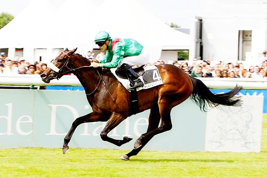 Какие бывают виды ставок на скачки?