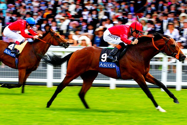 Какие бывают виды ставок на скачки?