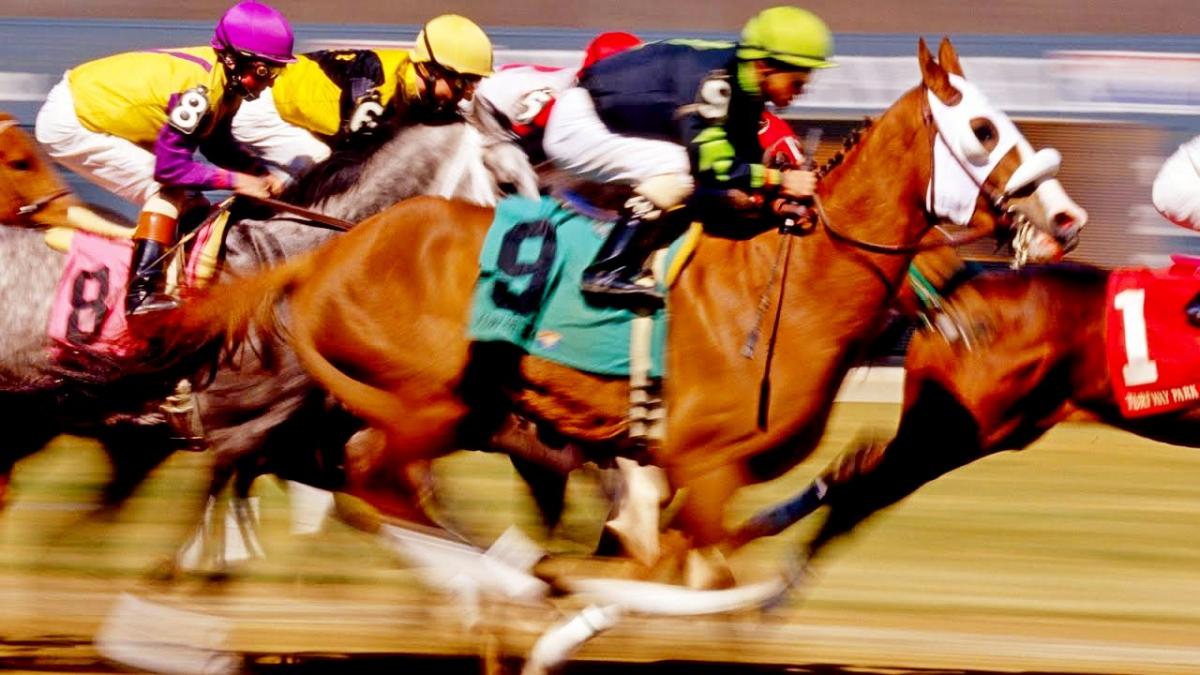 Лошадиные скачки – структура, терминология, о скакунах