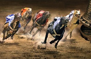 Ставки на собачьи бега – особенности тотализатора